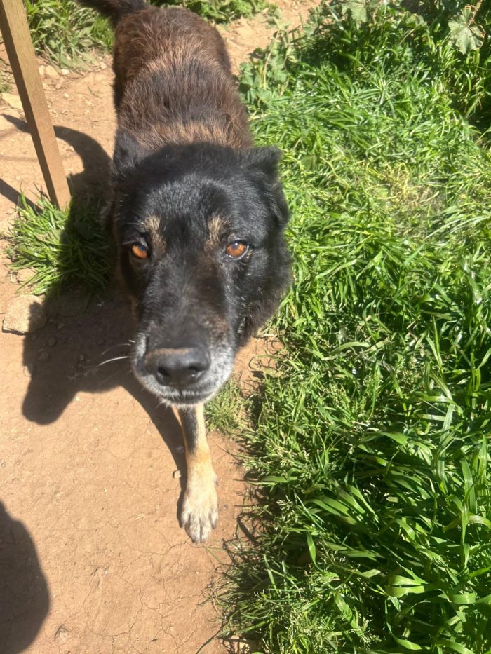 Lupo splendido cagnolone cerca adozione