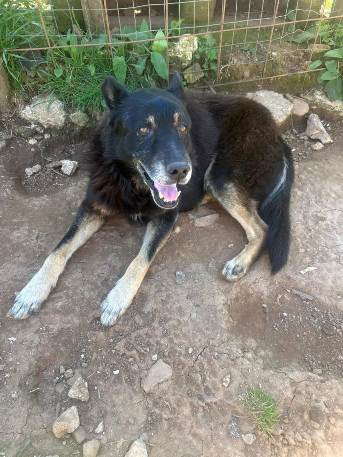Lupo splendido cagnolone cerca adozione