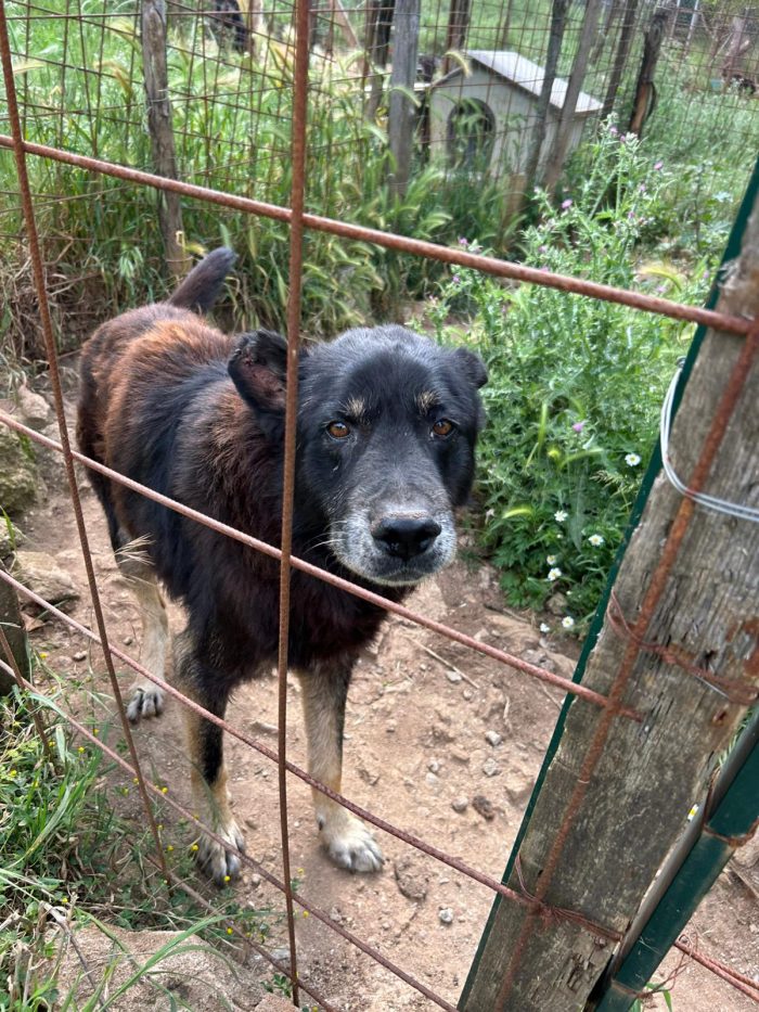 Lupo splendido cagnolone cerca adozione - media 7
