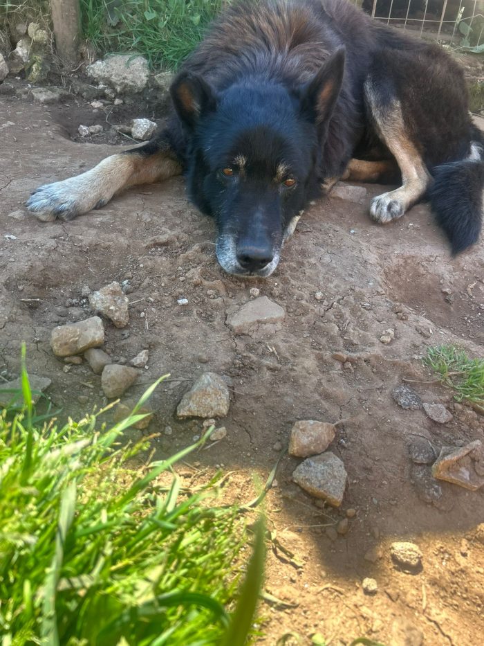 Lupo splendido cagnolone cerca adozione - media 8