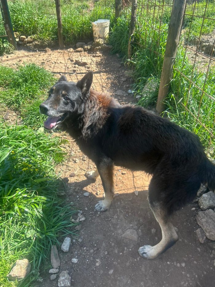 Lupo splendido cagnolone cerca adozione - media 6