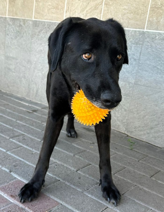 ELIJA LABRADOR
