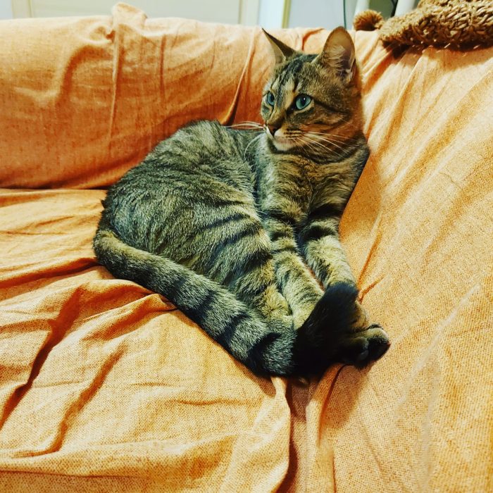 sheila, sterilizzata, carattere docile , va d'accordo con cani, tranquilla con i bambini, educata alla lettiera
