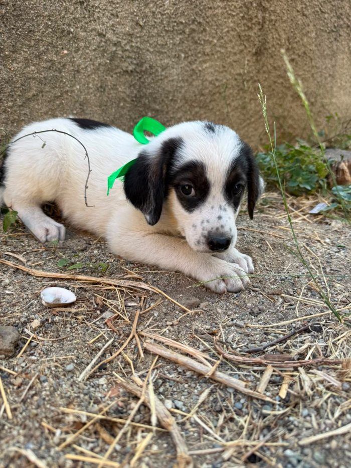 Stracciatella favoloso cucciolo simil border collie