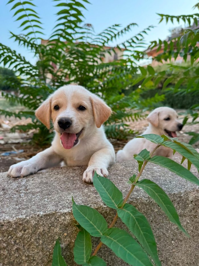 Cookie favoloso cucciolo simil labrador