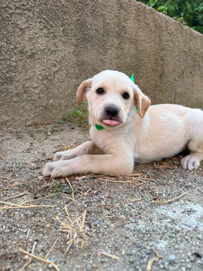 Lucky dolcissimo cucciolo simil labrador