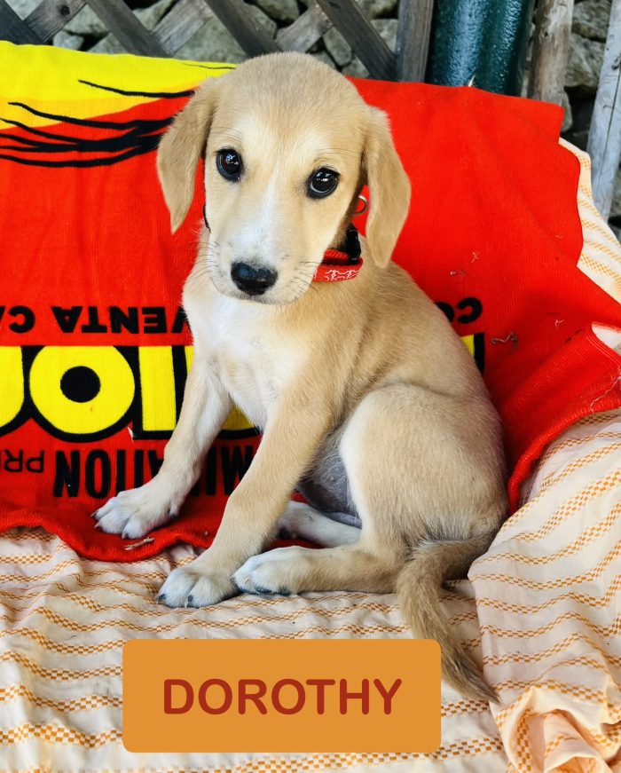 Dorothy 3 mesi si trova in canile dentro un box