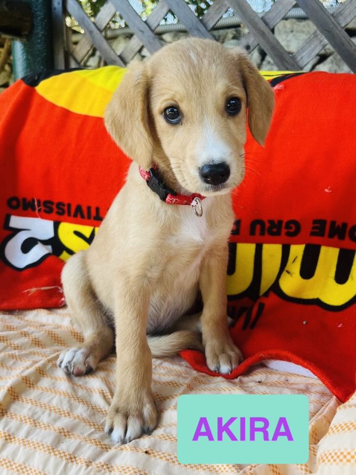 Akira 3 mesi, condannata in un box