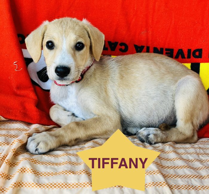 TIFFANY 3 mesi , vive in canile da quando aveva 2 mesi