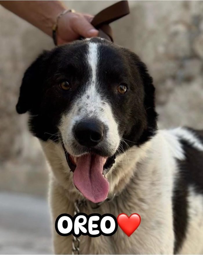 Oreo rinuncia di proprietà