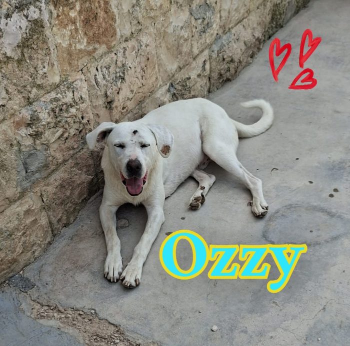 Ozzy simil labrador giovane