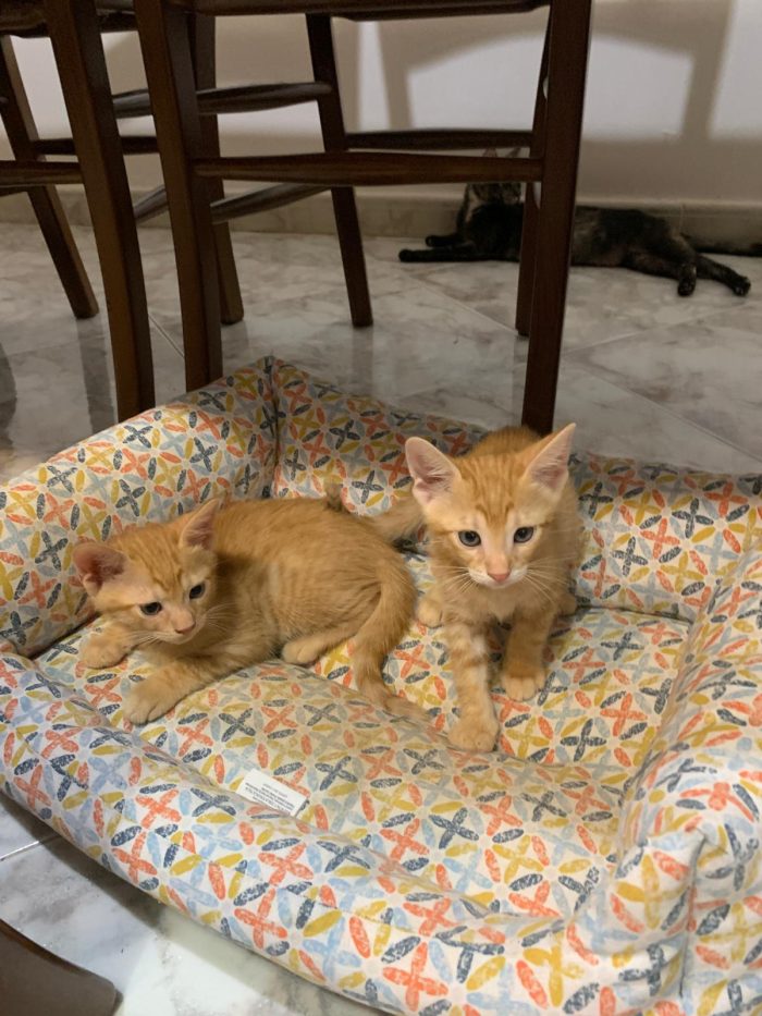 Tiziano e Valentino