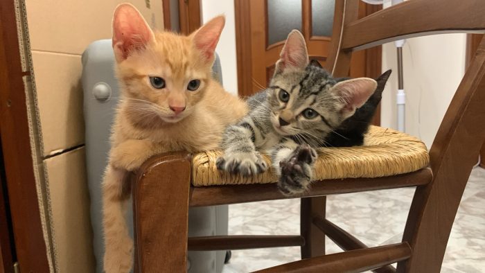 Tiziano e Valentino - media 4