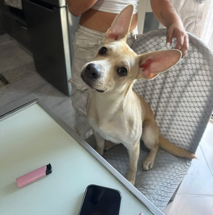 9 mesi, 11 chili, cresciuta in casa