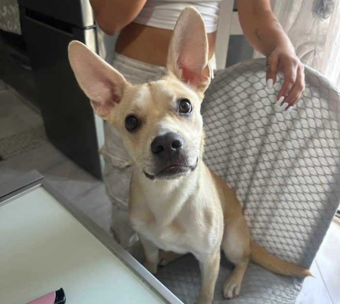 9 mesi, 11 chili, cresciuta in casa