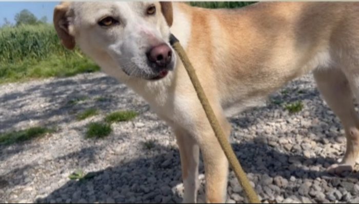 Femmina 4anni mix Labrador salvata 3anni fa BRESCIA