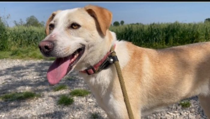 Femmina 4anni mix Labrador salvata 3anni fa BRESCIA