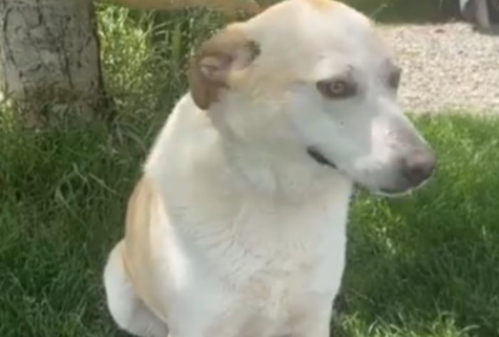 Femmina 4anni mix Labrador salvata 3anni fa BRESCIA - media 5