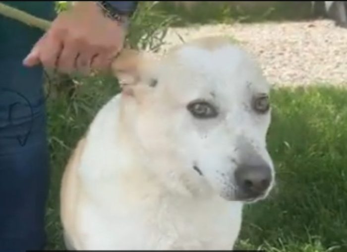 Femmina 4anni mix Labrador salvata 3anni fa BRESCIA - media 4