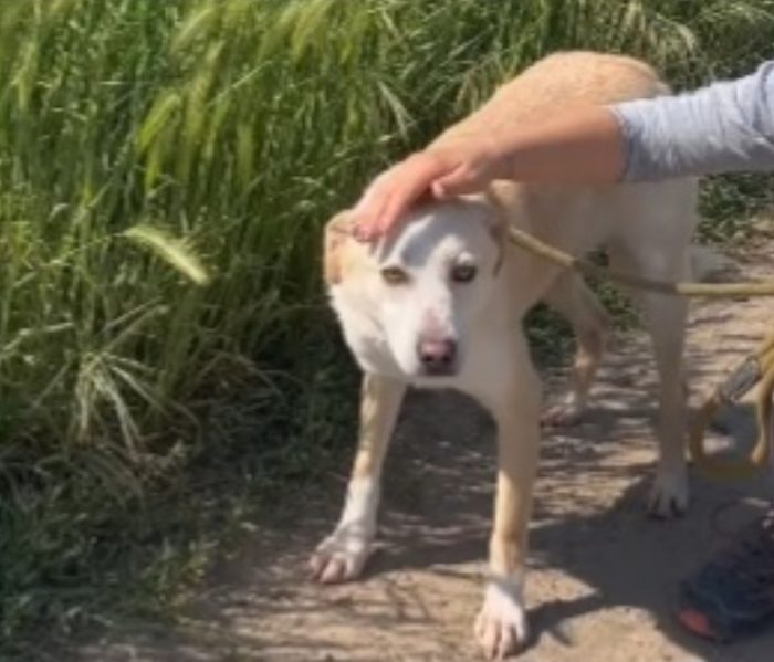 Femmina 4anni mix Labrador salvata 3anni fa BRESCIA - media 6
