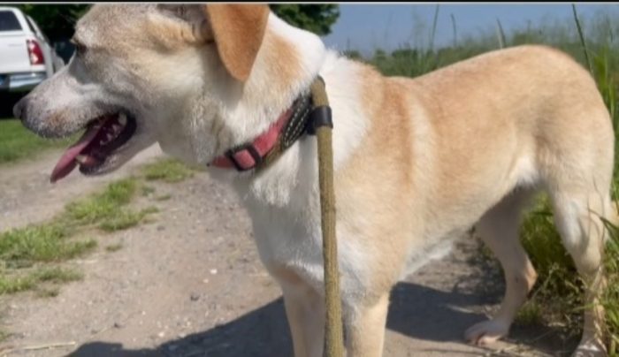 Femmina 4anni mix Labrador salvata 3anni fa BRESCIA