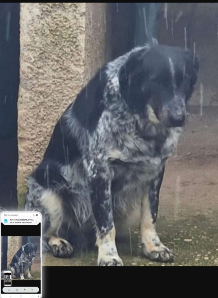 Sam 8anni sfortunato.una vita di solitudine. PUGLIA