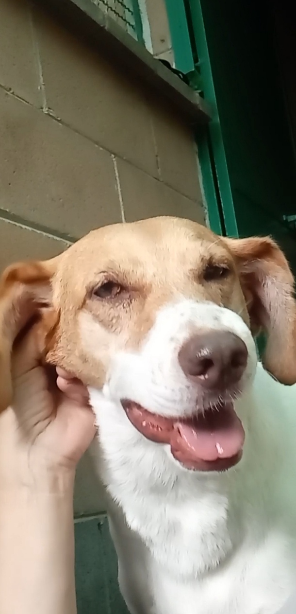 Adotta Maya