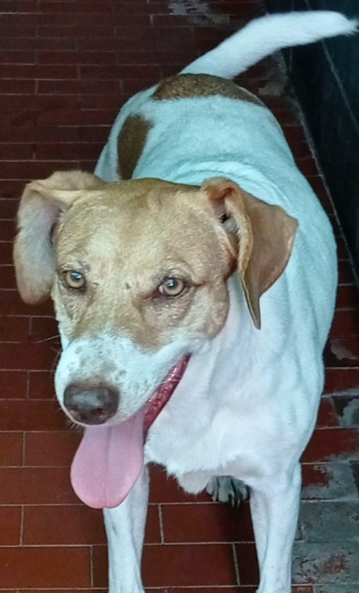 Adotta Maya