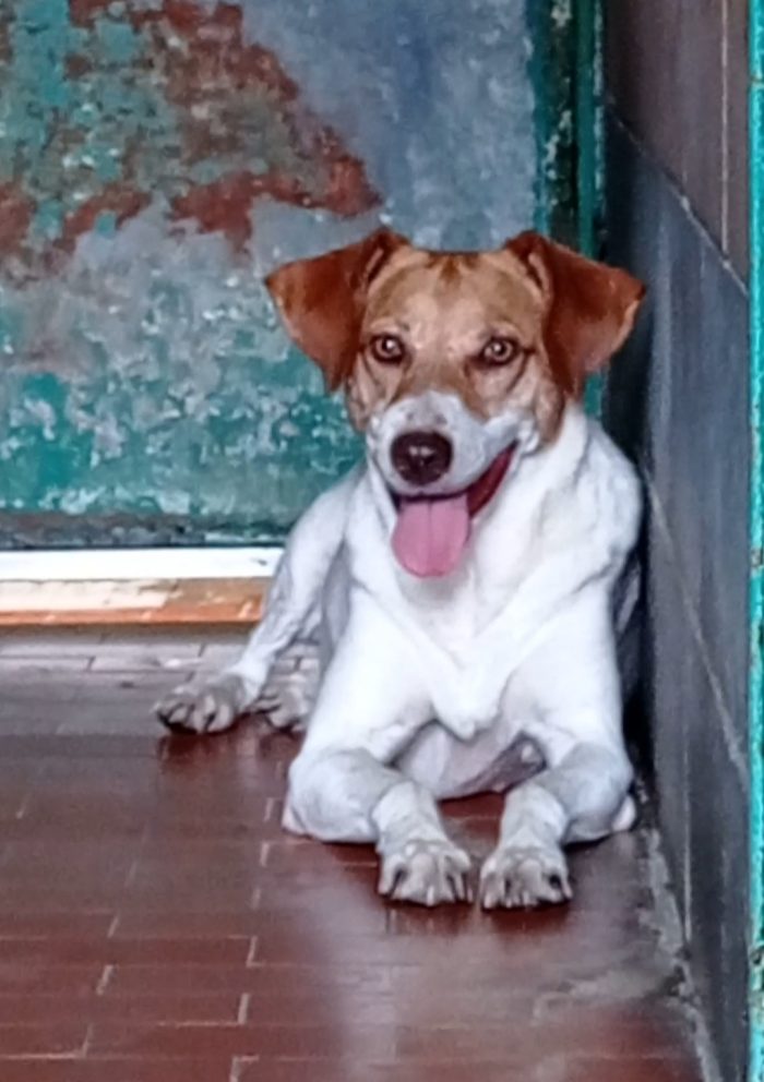 Adotta Maya