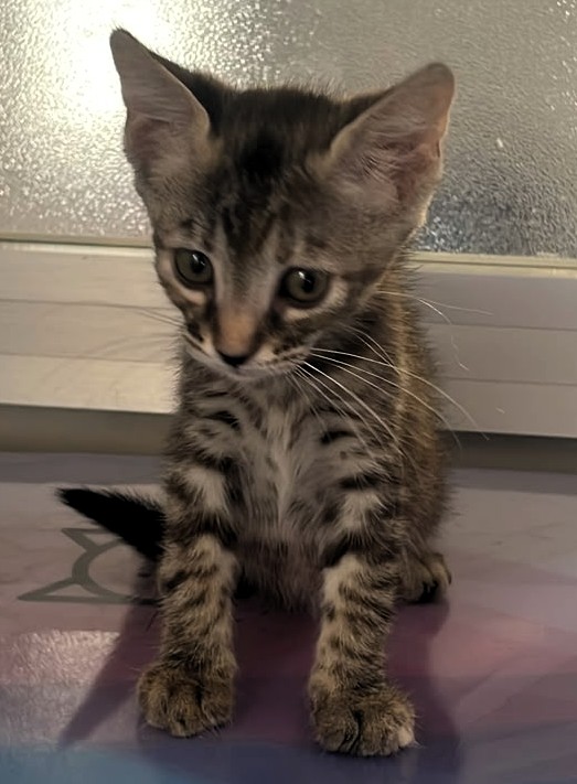 GATTINI CUCCIOLI