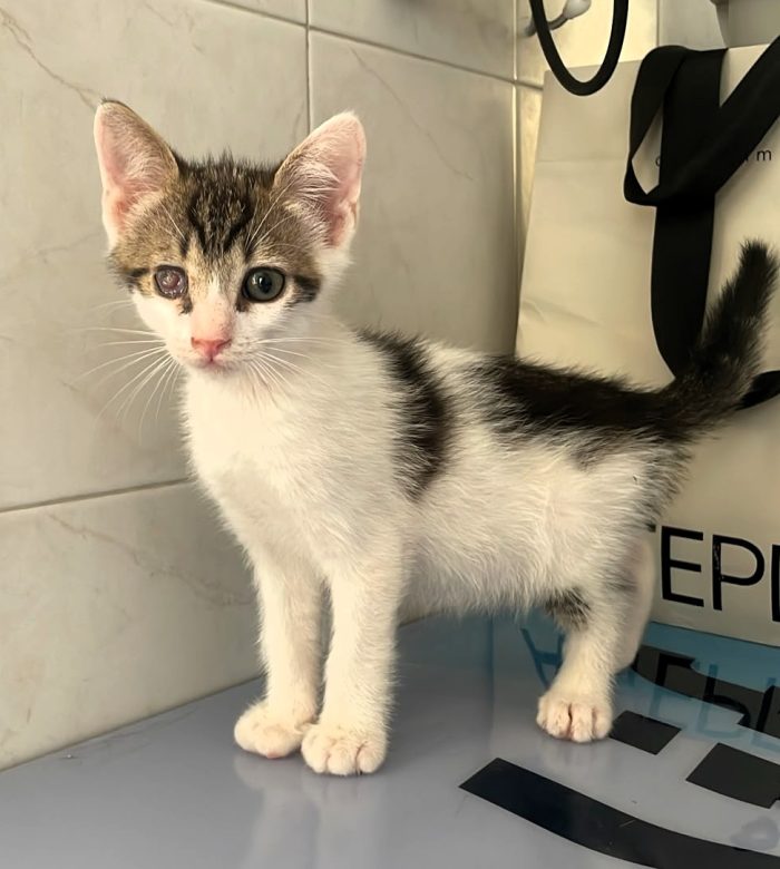 GATTINI CUCCIOLI
