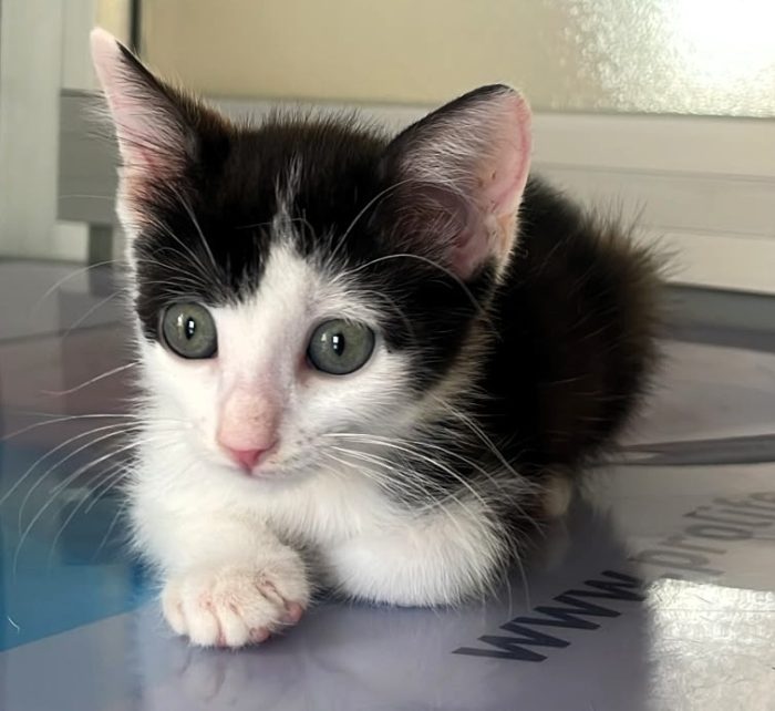 GATTINI CUCCIOLI