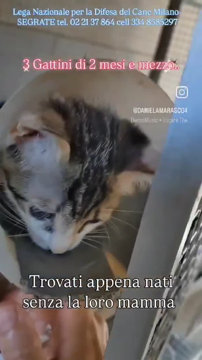 GATTINI CUCCIOLI - media 4