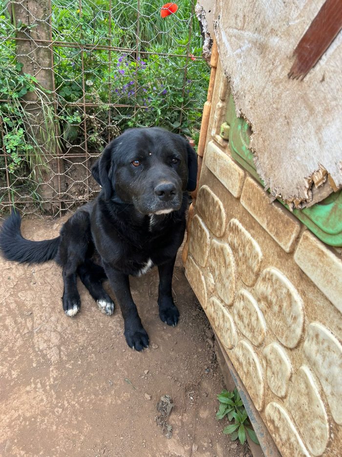 Toby splendido dolce cagnolone cerca casa