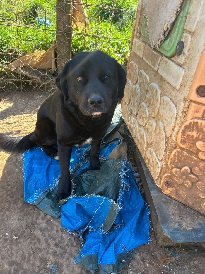 Toby splendido dolce cagnolone cerca casa - media 6
