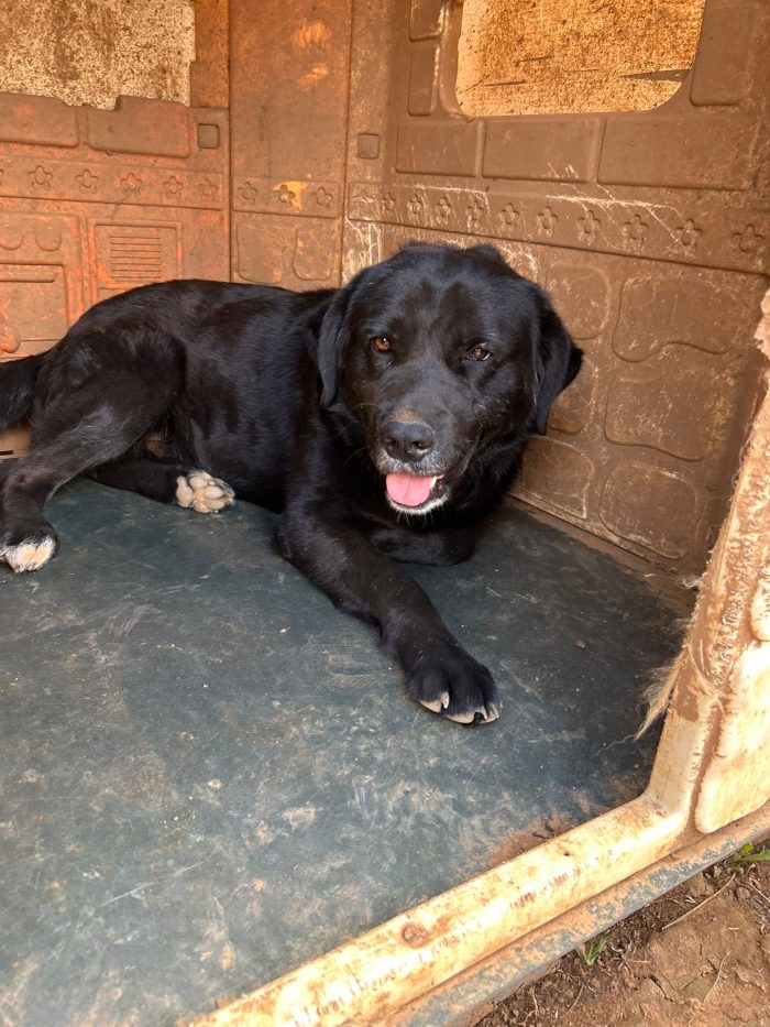 Toby splendido dolce cagnolone cerca casa - media 4
