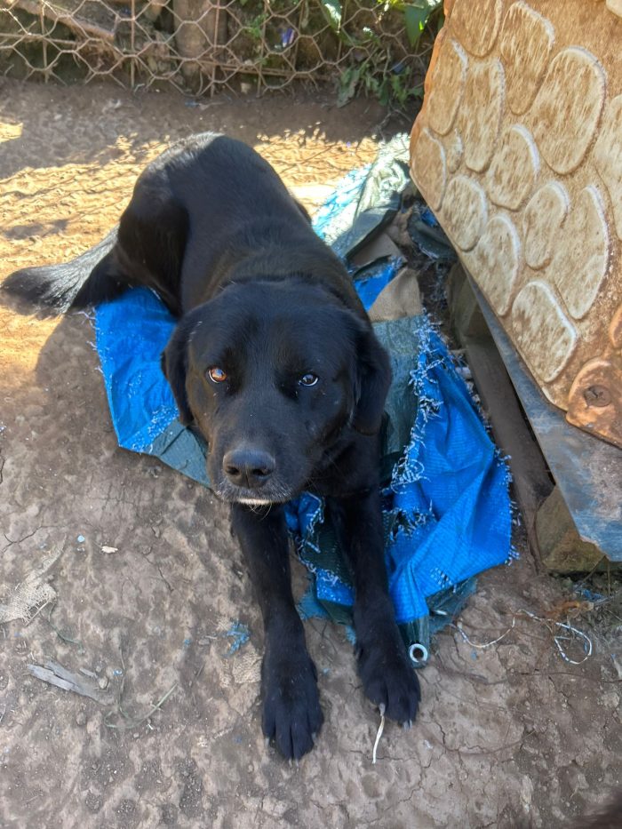 Toby splendido dolce cagnolone cerca casa - media 7