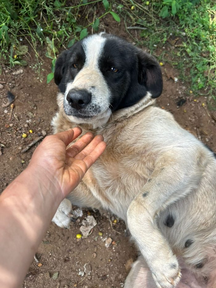 Mendy splendida cagnolona cerca famiglia paziente