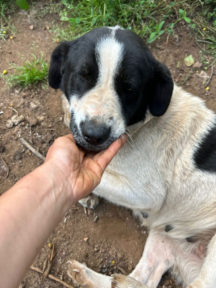 Mendy splendida cagnolona cerca famiglia paziente