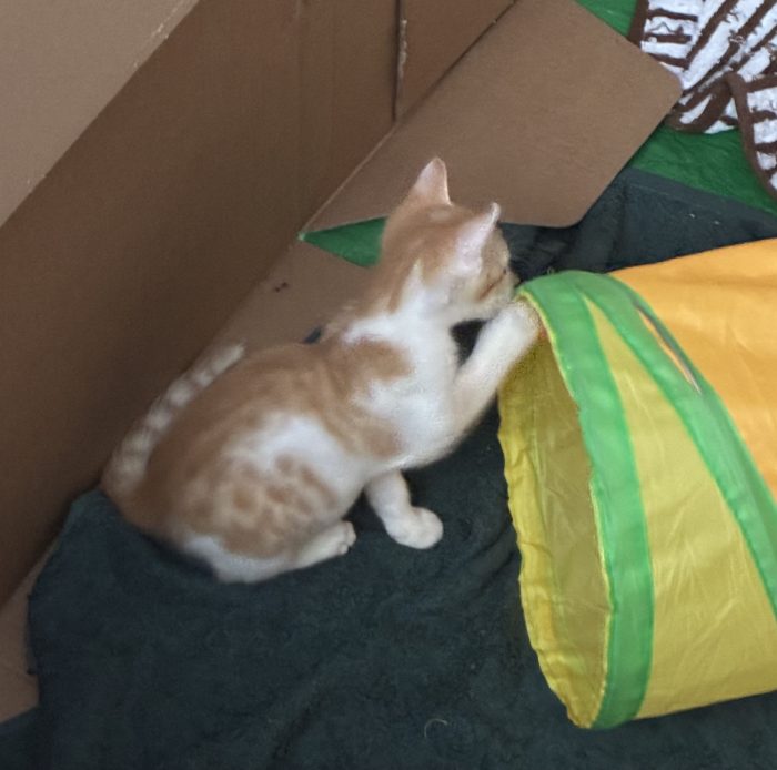 Regalo bellissimo gattino maschio