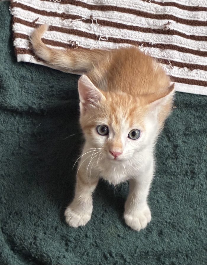 Regalo bellissimo gattino maschio