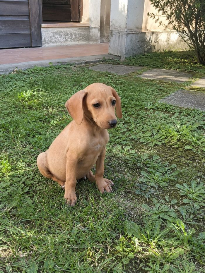 Taglia medio piccola