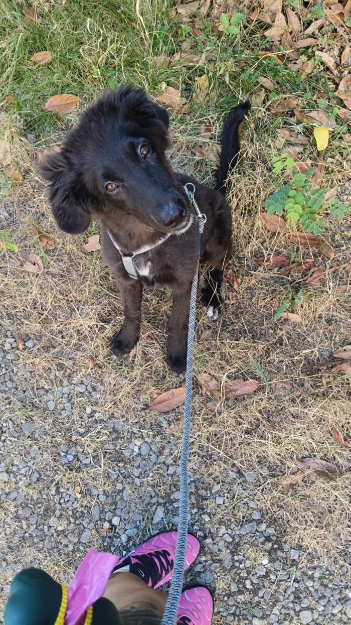 Ifrit cucciolo cerca urgente casa
