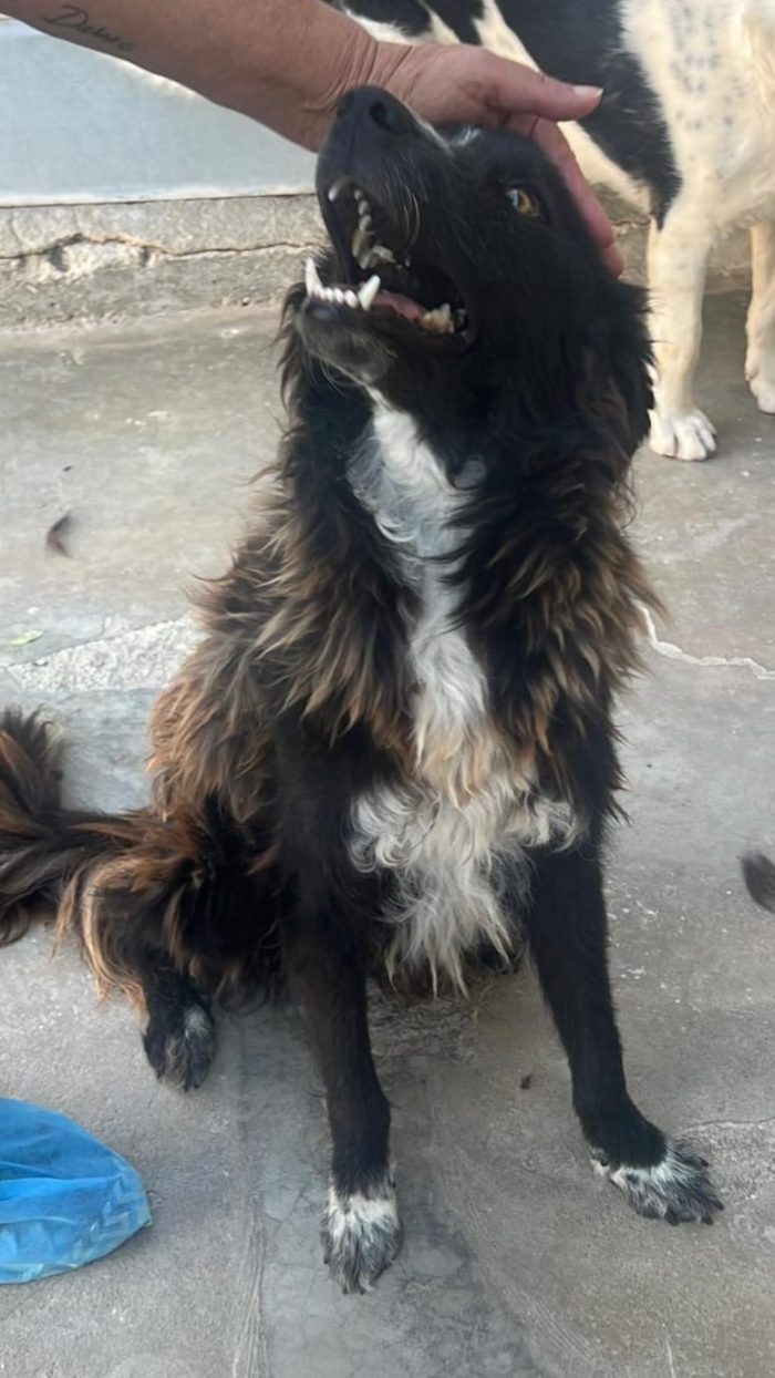 Conny, dolcissimo incrocio Border Collie