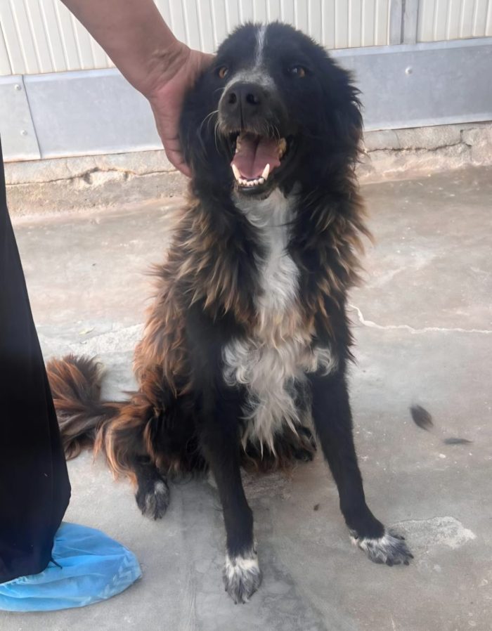 Conny, dolcissimo incrocio Border Collie