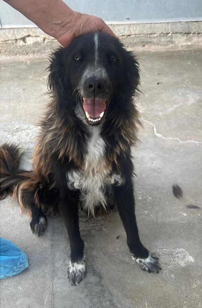 Conny, dolcissimo incrocio Border Collie