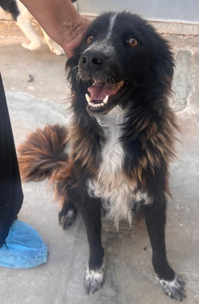 Conny, dolcissimo incrocio Border Collie - media 4