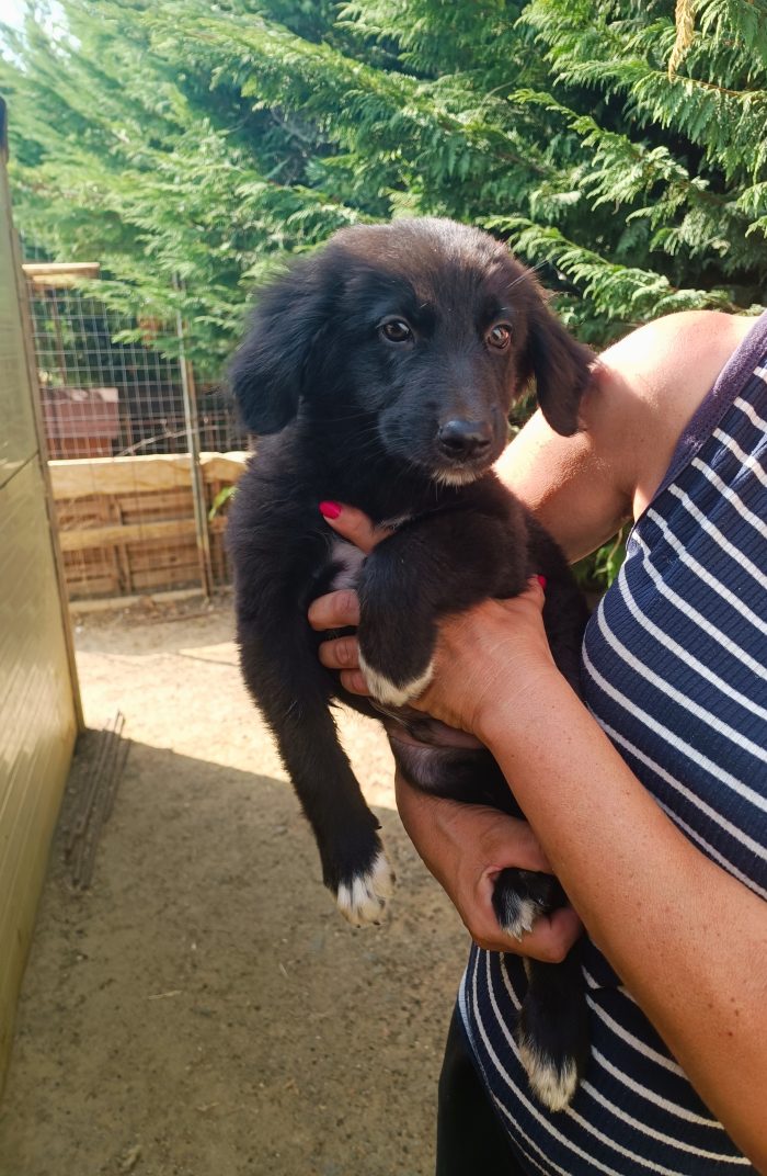 Ciro  cucciolo in adozione