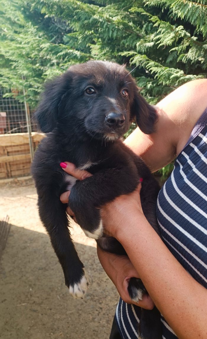 Ciro  cucciolo in adozione
