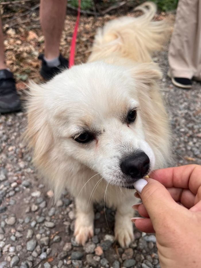 Cooki, tenero e affettuoso simil volpino